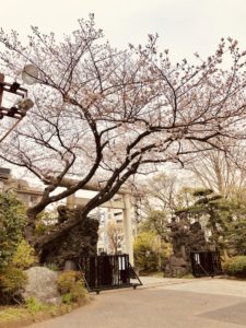 千葉神社の桜